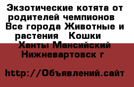  Экзотические котята от родителей чемпионов - Все города Животные и растения » Кошки   . Ханты-Мансийский,Нижневартовск г.